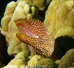Spotted Eel in Kona Hawaii Canon G-9 by Scott Johnson 